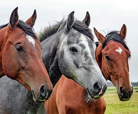 Organizar rutas a caballo con noche de hotel en Talaso Atlantico